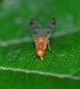 Homoneura sp.